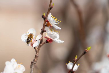 Baharda bahçede çiçek açan ağaç.