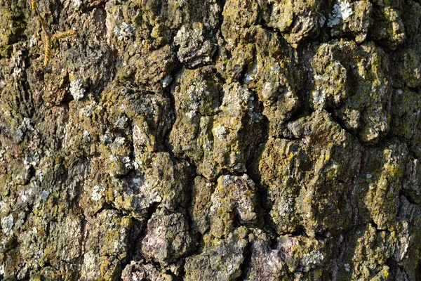 Baumrinde gerissen — Stockfoto