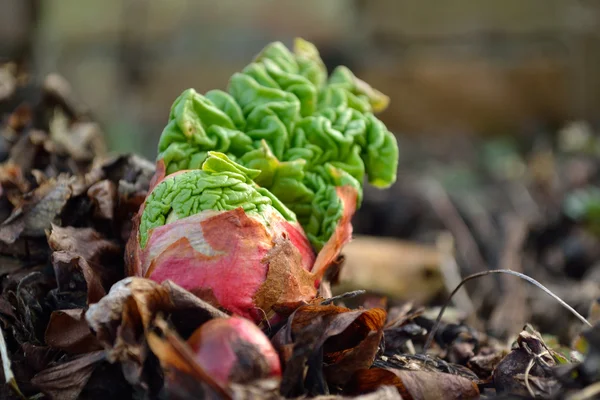 Freshly sprouting rhubarb — Stock Photo, Image