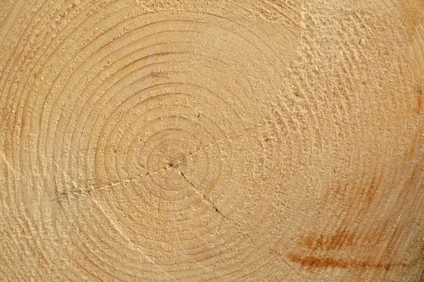 Closeup annual growth rings