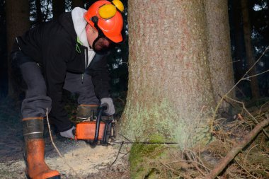 Rangers ağaç düşmek