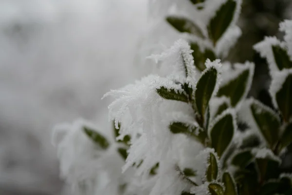 Rime in cherry laurel — Stock Photo, Image