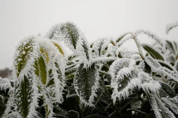 Cherry laurel with hoarfrost — Stock Photo, Image