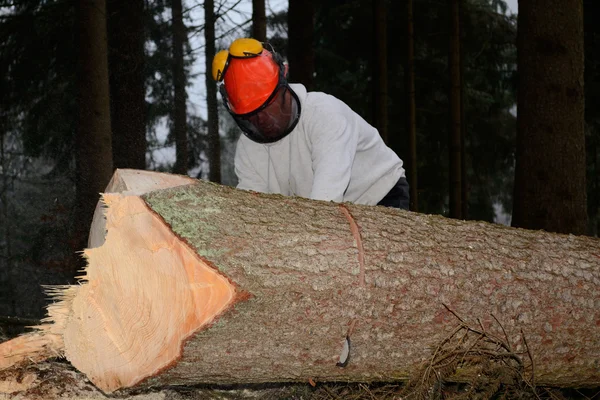 Personne travaillant dans le secteur forestier — Photo