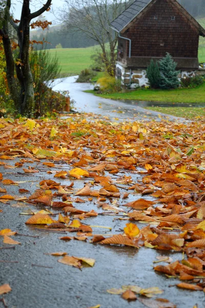 Regn-slicked road med bladverk — Stockfoto