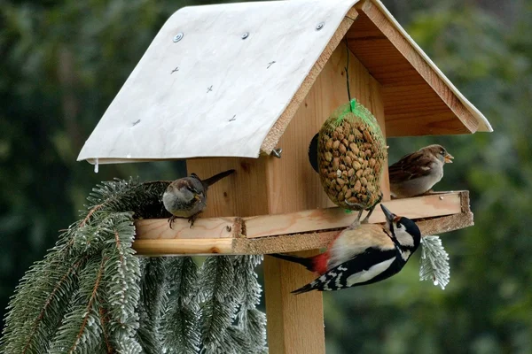 Vogelhaus mit Buntspecht — Stockfoto