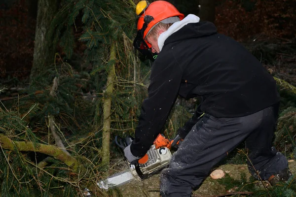 Hombre en el trabajo forestal —  Fotos de Stock