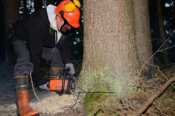 Rangers ağaç düşmek