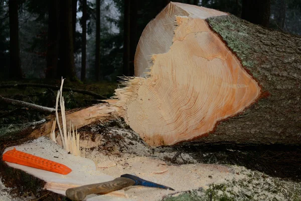 Різаний стовбур дерева з інструментом — стокове фото