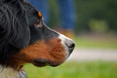 Portre - Bernese dağ köpeği köpek