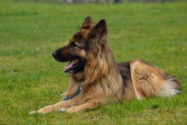 Shepherd väntar - närbild — Stockfoto