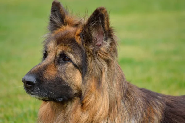 Retrato de perro - Pastor de pelo largo — Foto de Stock