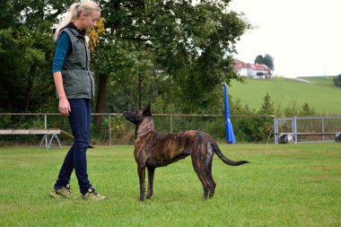 Köpeğiyle egzersiz köpek eğitmeni