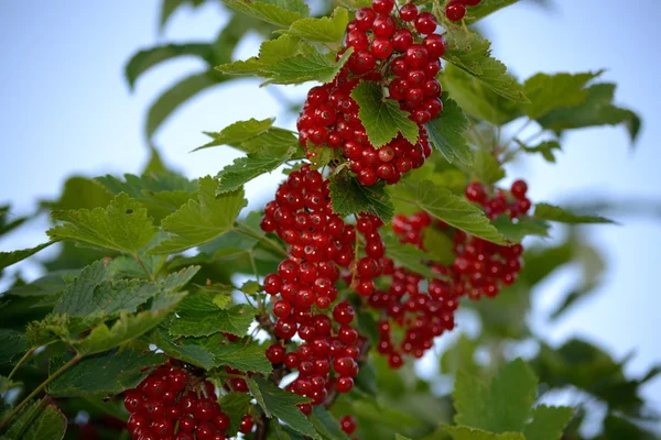 Red currants - closeup — Stock Photo, Image