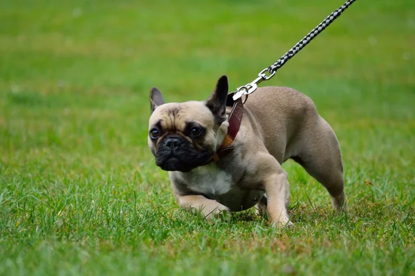 Pug marrom no prado — Fotografia de Stock