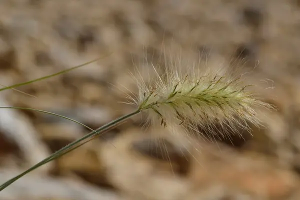 Fountain Grass - close-up — Stock Photo, Image