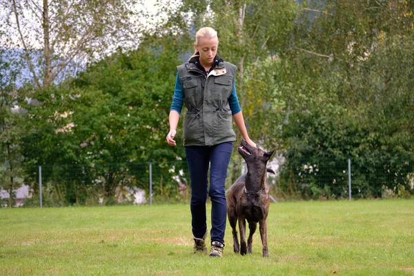 Dog trainer with attentive dog — Stock Photo, Image