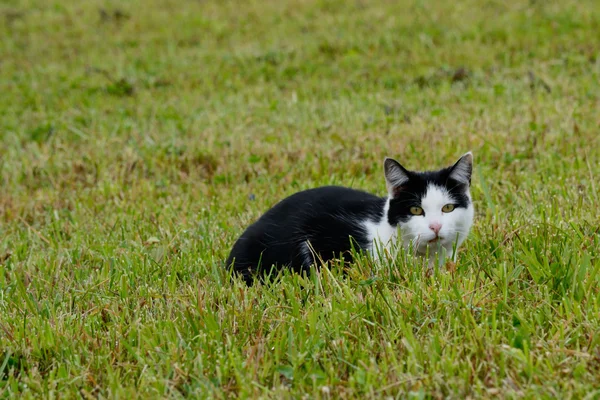 Katt på mus jakt — Stockfoto