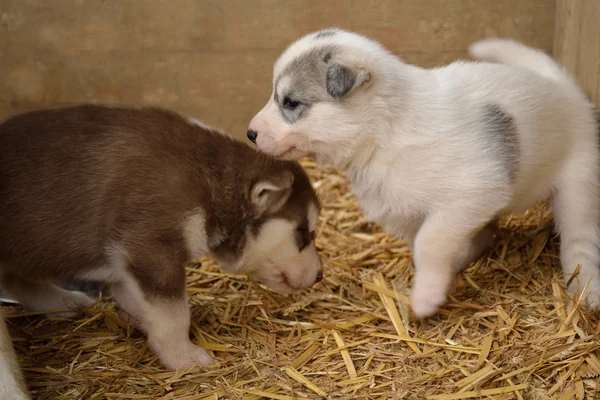 Bílé a hnědé štěně Husky — Stock fotografie