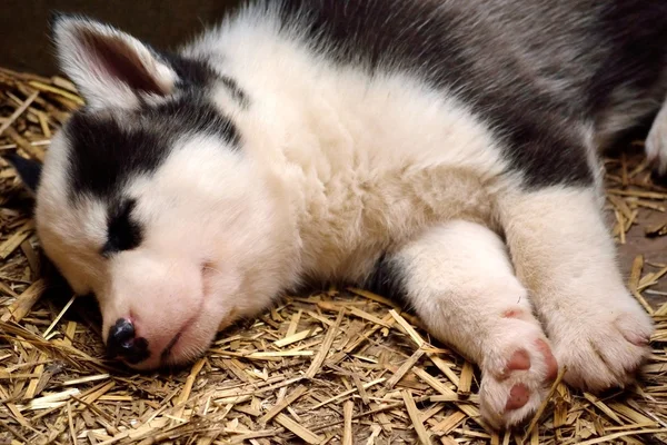 Nukkuva Husky Baby — kuvapankkivalokuva