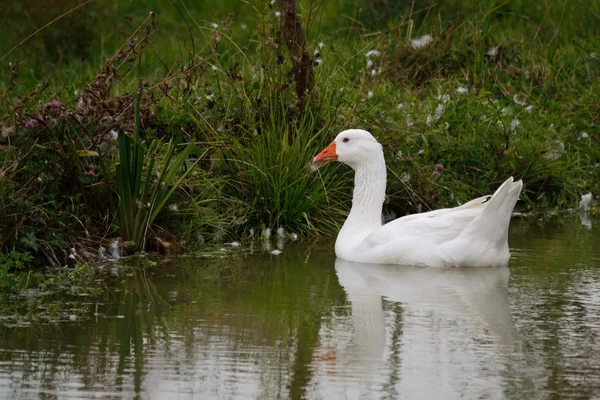 Gans im Wasser — Stockfoto