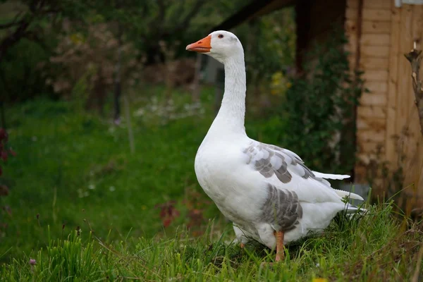 Gås på ängen — Stockfoto