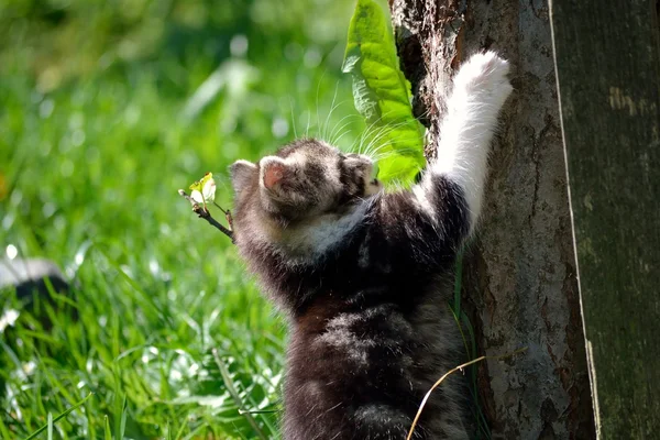 Little kitten climbs — Stock Photo, Image