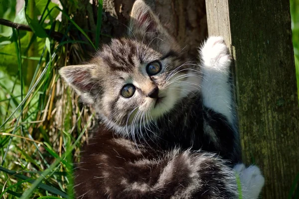 Little kitten in the garden — Stock Photo, Image
