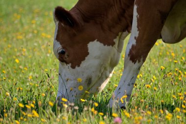 Cow in the meadow clipart