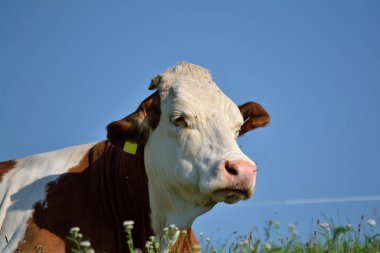 Simmental çayır üzerinde
