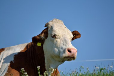 Simmental on meadow clipart