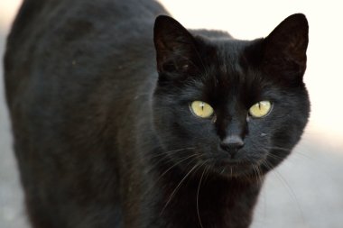 Kara kedi kameraya bakıyor.