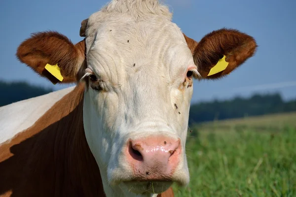 Портрет коровы — стоковое фото