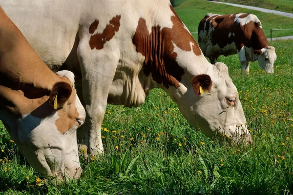 Vacas en el prado — Foto de Stock