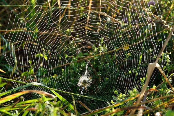 Shining spider web with wasp spider — Stock Photo, Image