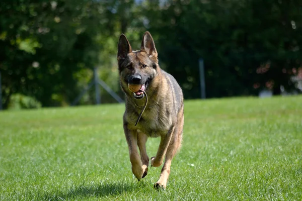 German shepherd running with game ball — Stock Photo, Image
