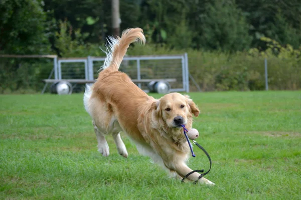 Perro marrón corriendo con bola de juego —  Fotos de Stock