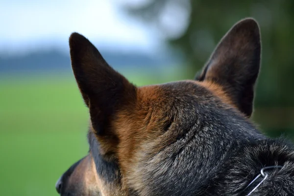 Owczarek niemiecki pies głowy ukośnie od tyłu — Zdjęcie stockowe