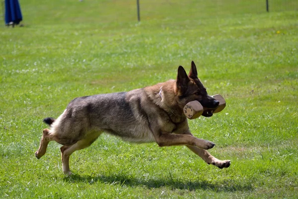 German shepherd running with piece of wood — Stock Photo, Image