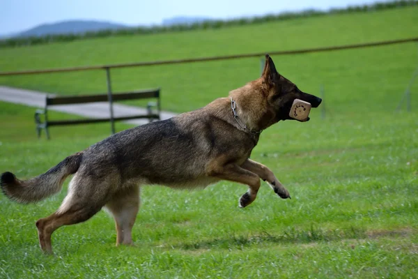 Shepherd retrieve piece of wood — Stock Photo, Image