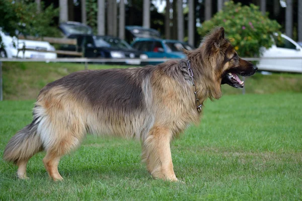 Longhair Shepherd fica e espera — Fotografia de Stock