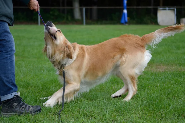 Golden retriever dengan bola — Stok Foto