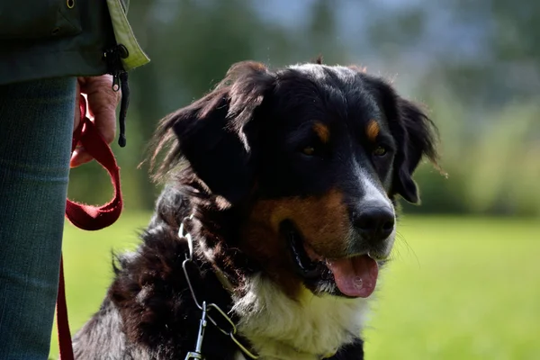 Stor hund sitter bredvid ägare — Stockfoto