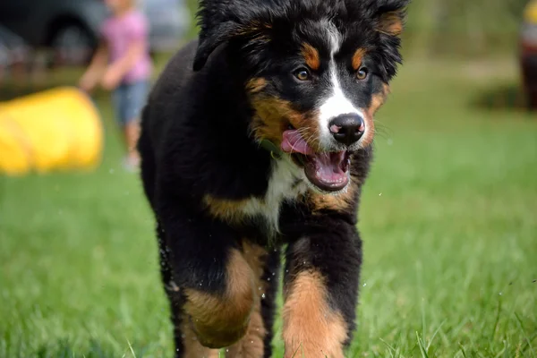 Berneński pies pasterski szczeniak biegania — Zdjęcie stockowe