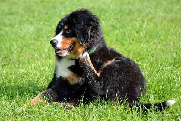 Köpek yavrusu tırmalamak - tatlı — Stok fotoğraf