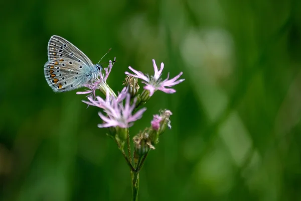 Blauer Schmetterling - Nahaufnahme — Stockfoto