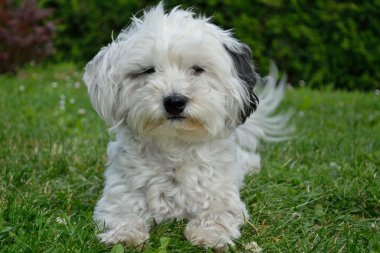 Genç Havanese çayır olduğunu