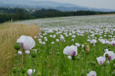 Haşhaş ve mısır tarlası