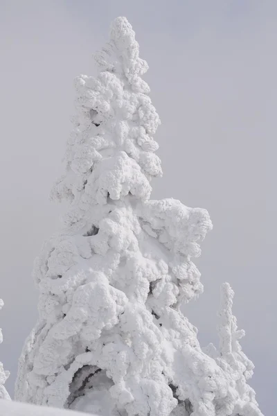 Albero nevoso - primo piano — Foto Stock