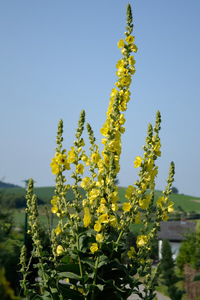 Yellow mullein - closeup